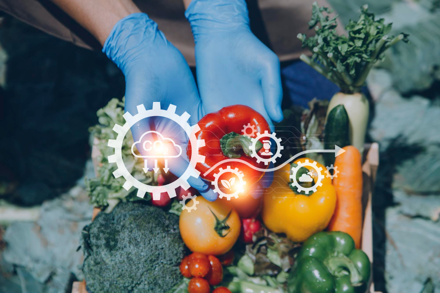 Ce reprezintă conceptul de siguranță/securitate alimentară?